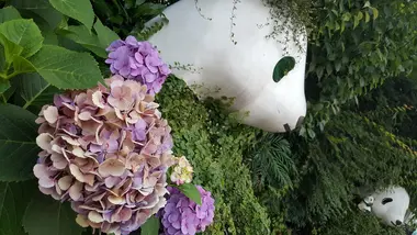 Ueno, ses pandas et ses hydrangeas