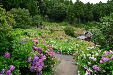 La ferme d'hydrangeas de Hattori