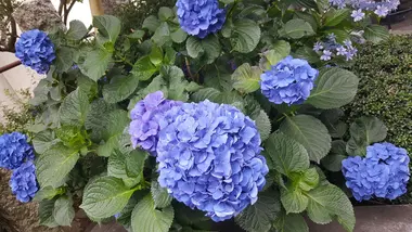 Les hydrangeas fleurissent au nord de Tokyo