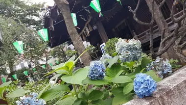 Les hydrangeas de Bunkyo