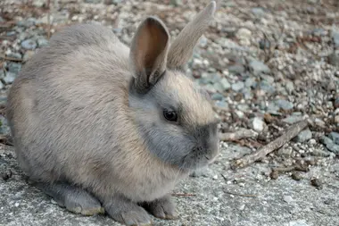 Okunoshima