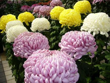 In winter, chrysanthemum festivals rain in Japan
