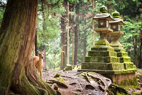 Naras heilige Sika-Hirsche sind als nationale Kulturschätze anerkannt.