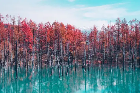 Blue Pond in Hokkaido