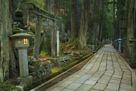 Schmaler Weg durch den überwucherten buddhistischen Friedhof Okunoin, Koyasan