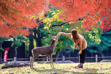 Les 1200 cerfs Sika en liberté dans le parc de Nara, à moins d'1h de Kyoto, feront le plaisir des petits et grands !