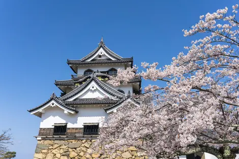 Le château d'Hikone construit en 1622, un endroit apprécié pour ses cerisiers en fleurs