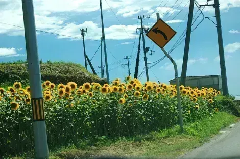 Sunflowers fields in Owaji