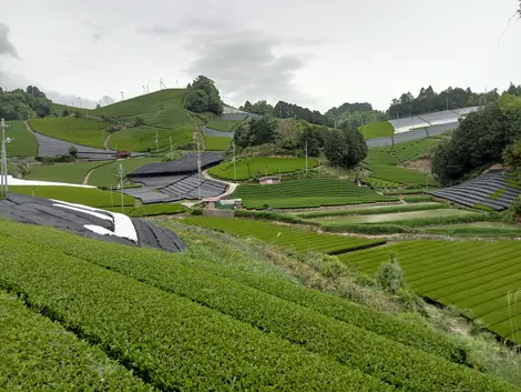 Tea fields, Wazuka