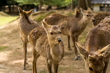 Deer in Nara