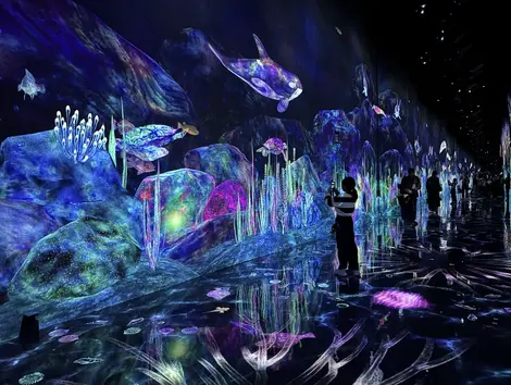 Catching and Collecting Forest, Teamlab Planets 