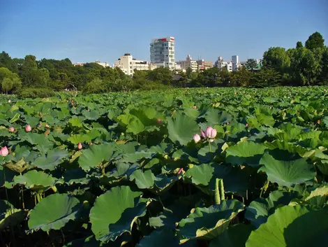 Lo stagno Shinobazu iconico Ueno Park e il suo loto gigante i cui petali coprire l&#39;intera estensione.