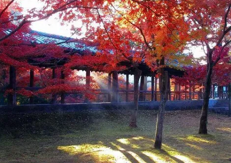 Los arces del templo Tofukuji.