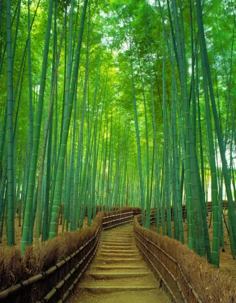 Allée de bambous à la bambouseraie d'Arashiyama. 