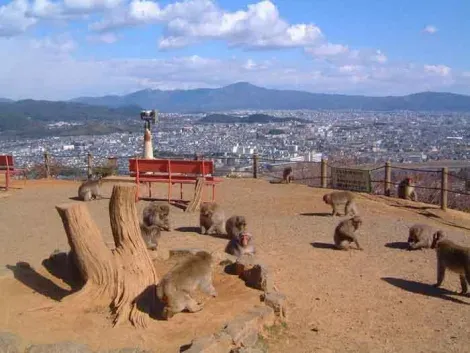 Parc des singes d'Iwatayama 