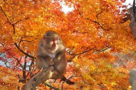 Parco delle scimmie Iwatayama