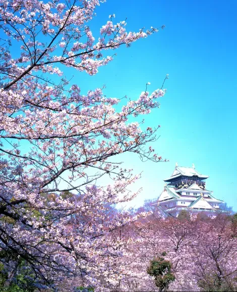 Les cerisiers en fleurs du parc du Château d'Osaka