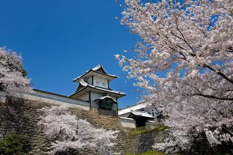 Los cerezos en flor en el parque del Castillo de Kanazawa.