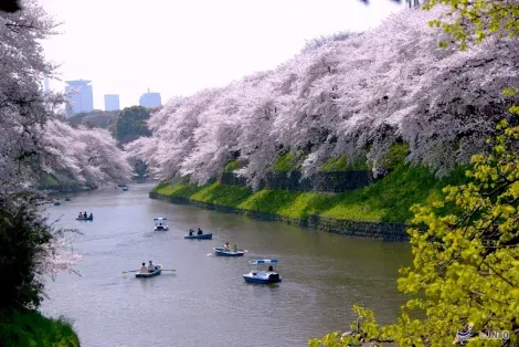 Les balades en barque sur le fleuve Sumida (Tokyo), une des activités les plus reposantes de Tokyo.