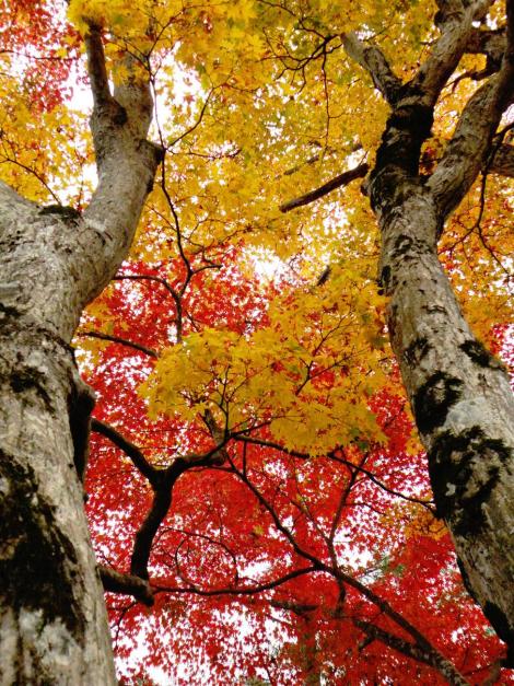 L'automne et sa teinte rouge au parc Momiji de Kyoto.