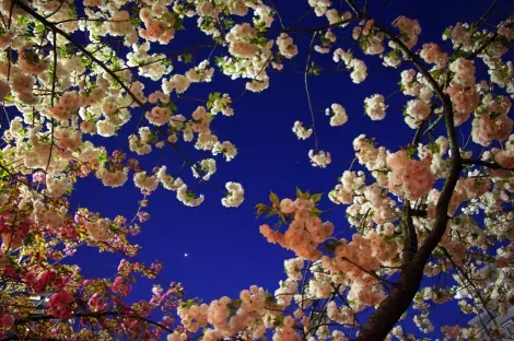 Voici que l'on voit sous les cerisiers en fleurs.