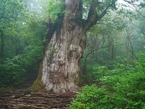 Yakushima