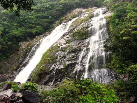 Yakushima Island