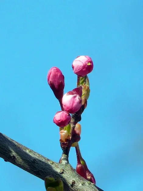 Cherry buds ready to bloom.