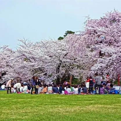Japanese people gather with family and friends under the cherry blossoms