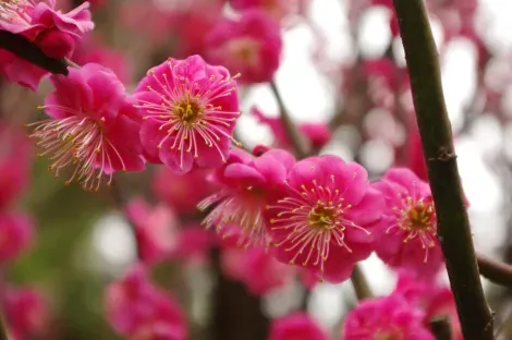 Inicialmente la flor de los ciruelos eran más contemplados que las flores de los cerezos.