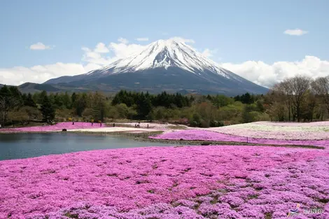 Festival Shibazakura au mont Fuji