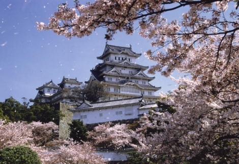 Le château de Himeji sous les cerisiers