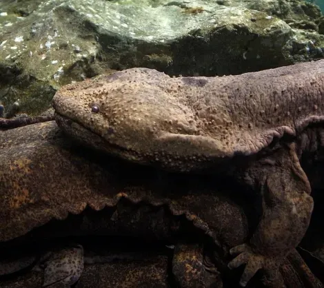 Aquarium Kyoto has the largest salamander of Japan, which exceeds 1 meter 50.