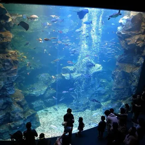 Le bassin géant de l'aquarium de Kyoto contient 500 tonnes d'eau. 