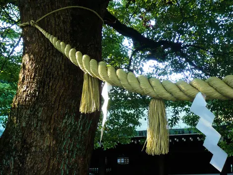 Un shimenawa, corde tressée au sanctuaire Meiji de Tokyo.