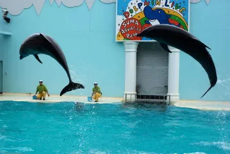 Dolphins are the stars of Park aquatic life Suma (Kobe)