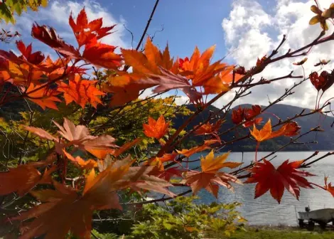 Les feuilles rougeoyantes de l'automne au bord du lac Chuzenji, à Nikko.
