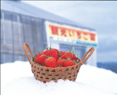 Fraises à consommer