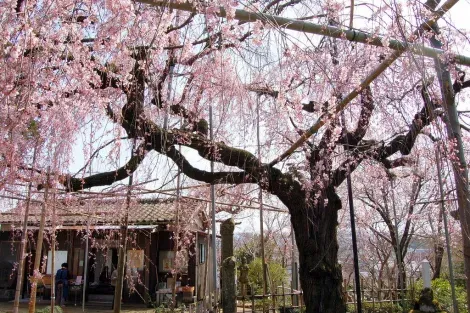 Le cerisier du temple Senju-in
