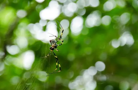 araignée du Japon