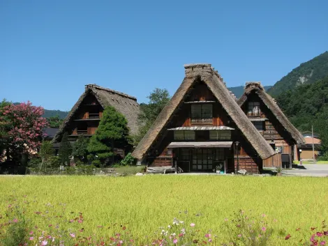 Gassho-zukuri type houses, in the village of Shirakawago