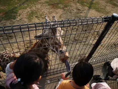 Le repas des girafes au Himeji Central Park