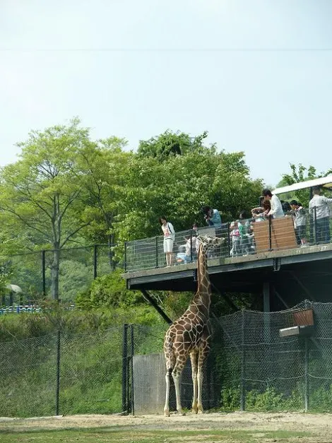 Les girafes au Himeji Central Park