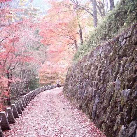 Un petit chemin recouvert de fleurs de cerisiers sur le Mont Yoshino.