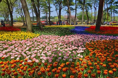 Pendant une courte période au mois d'avril, ce sont les tulipes qui fleurissent au parcs Hitachi Kaihin