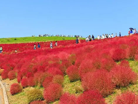 Les Kochia du Hitachi Seaside Park virent au rouge.