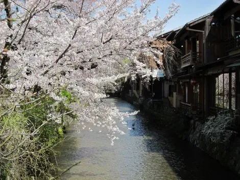 Le canal de Shirakawa à Kyoto.