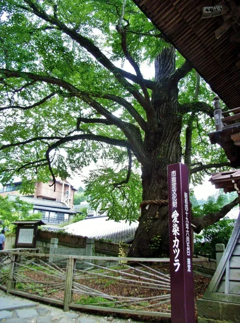 La fameux Aizen Katsura du temple Kitamuki Kannon à Besshô Onsen.