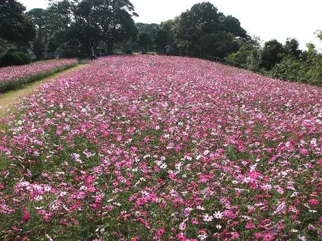 Champs de cosmos à Nokonoshima