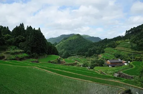 Rizières en terrasse à Ukiha